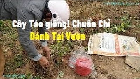 Cây Táo Giống Đánh Tại Vườn I Nui Doi Luc Ngan 98