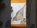 Myna Bird