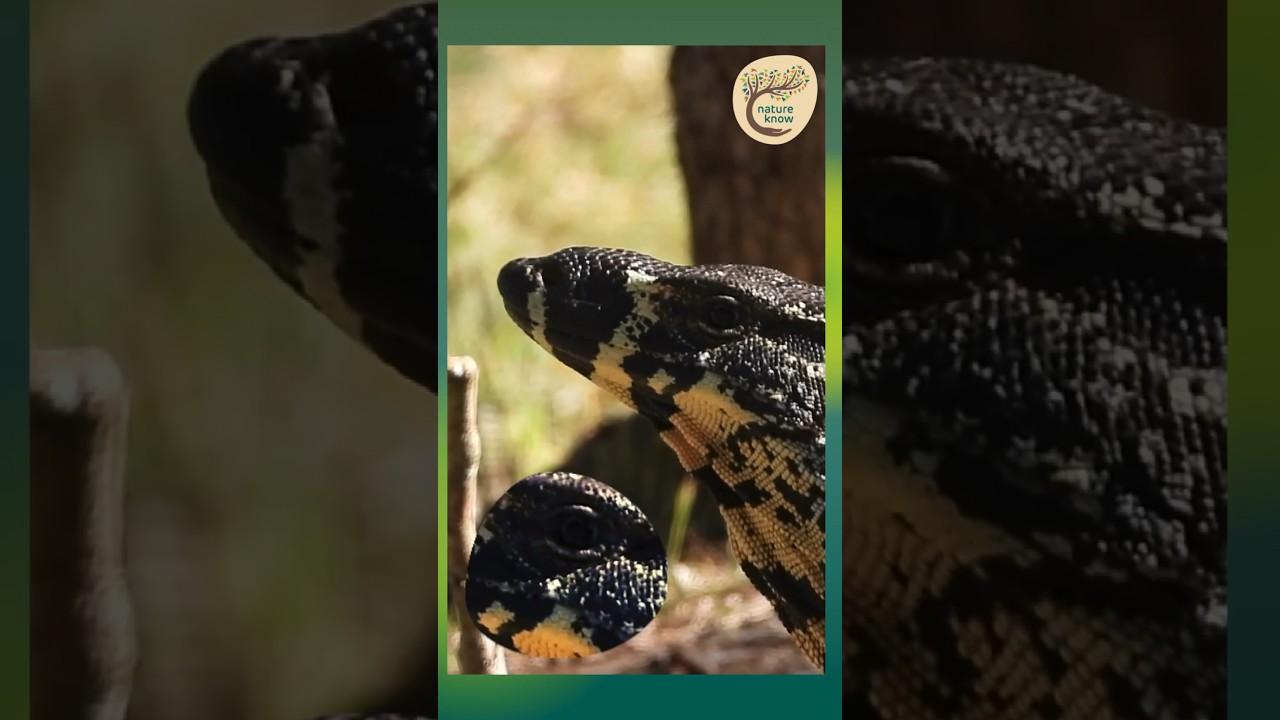 The Breath of Nature: Close Encounter with a Goanna - Woromi Country 