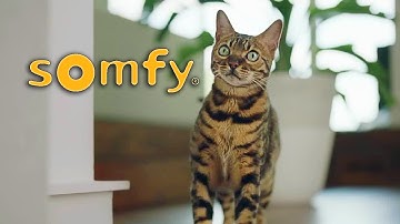 Kaiser the Bengal Cat - Somfy Commercials