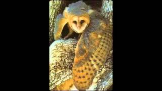 Owl Woman: chapter 1