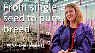 From Single Seed To Pure Breed