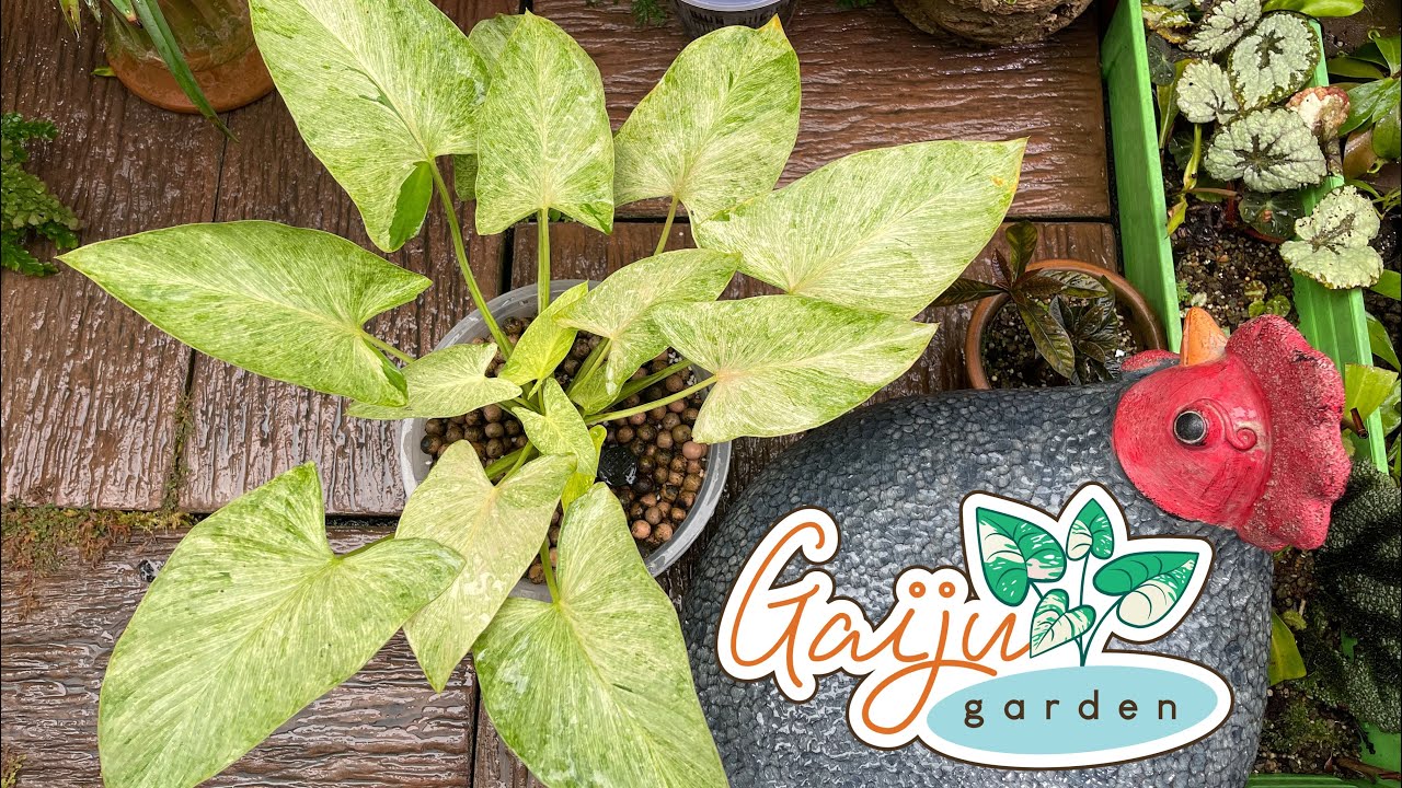 Ep.23 แยกหน่อ เสน่ห์จันทร์ ประกายทอง หน้าฝน เจอรากเน่า ต้องทำยังไง ไฮไลท์ต้นแม่ท้ายคลิป GaiJugarden