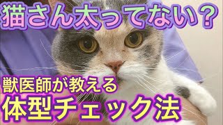 猫の体型チェック法 やせすぎ 肥満になってない ダイエットが必要 理想体型の見分け方を獣医師と一緒にチェック Youtube