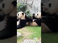 Dining Table Manners? Never Heard Of Them | iPanda #shorts #HKpanda