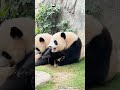 Dining Table Manners? Never Heard Of Them | iPanda #shorts #HKpanda