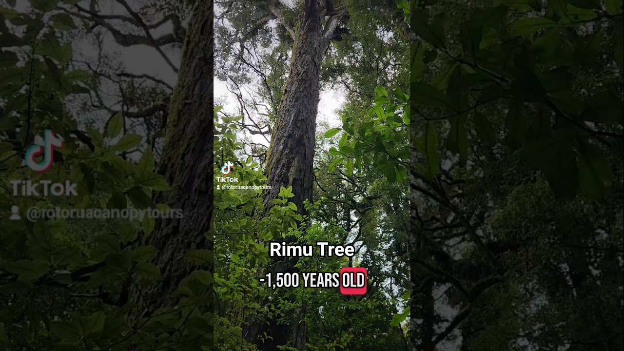 Ancient Rimu Tree, NZ Red Pine (Dacrydium cupressinum) - YouTube