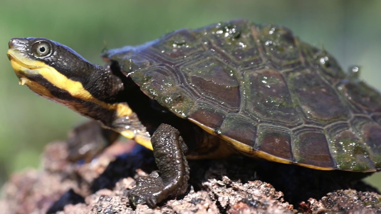 Help us save the Manning River turtle YouTube