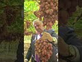 Боздиди Пешвои миллат аз ангурбоғҳои шаҳдбори ш.Турсунзода
