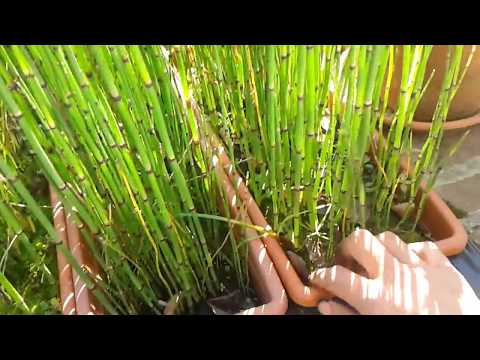 Vidéo: Horsetail Herb Uses - Informations sur l'entretien des plantes de prêle