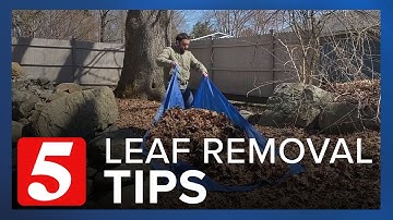 Consumer Reports: Time-saving leaf removal tips