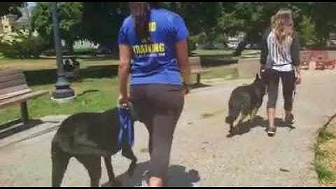 Dog Training Structured Walk | Reactive Dogs on a Walk