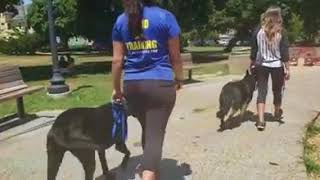 Dog Training Structured Walk | Reactive Dogs on a Walk