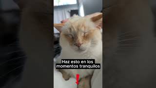 Cómo conectar más con tu gato en momentos tranquilos del día