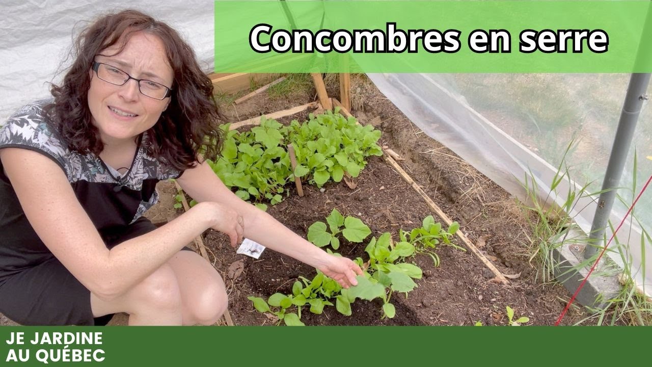 Comment planter les concombres en serre - YouTube