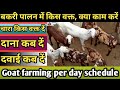 #goatfarm #bakripalan #sastibakri । ।बकरी को चारा दाना कब दें। । Goat farming schedule ।