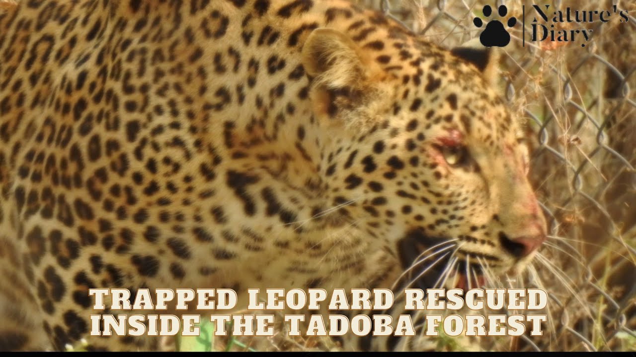 Trapped Leopard rescued inside the Jungle  by Forest Department | Tadoba Jungle