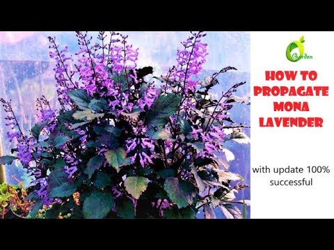 Video: Vallotta Flower (35 Photos): Care And Cultivation At Home, Description Of The Species: Beautiful, Purple. Flowering Vallotta (zitantus)