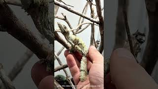 El truco de la cola que salva la vida a los geckos #shorts #gecko #educational