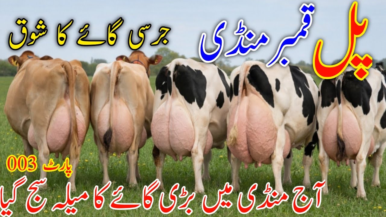 Jersey Cow For Sale mandi Update | Pul Qmbar Punjab Australian Friesian🐄 Update New January 27, 2026