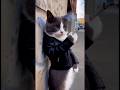cat ruko Ham police bulata Ho 🫢#cat #shorts