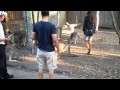 Enjoy The Wallabies At Dream World, The Gold Coast