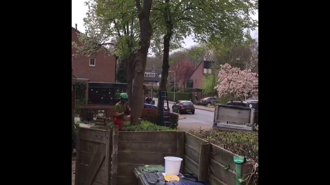 Kastanjeboom Verwijderen