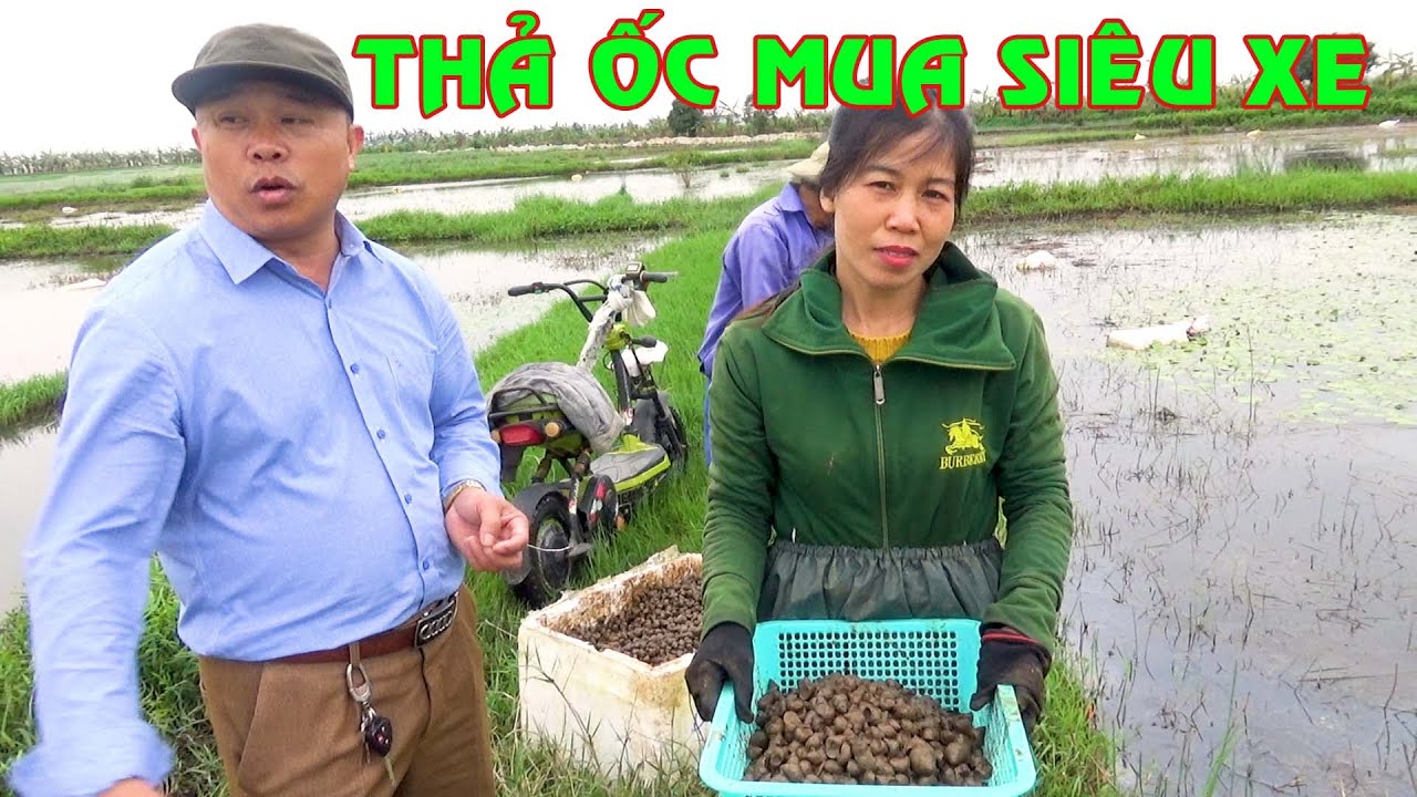 Thả Ốc Rạ trên ruộng bỏ hoang - Làm giàu không khó - YouTube