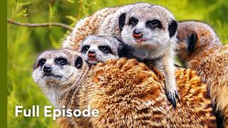 Survival at Ground Level in Africa | Wildlife Icons 103+104