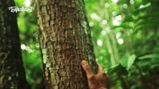 Tropical Forest 'Rimba Raya' (  VIDEO )