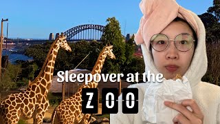 I Slept Over At The Zoo Taronga Zoo Wildlife Retreat With Secret Tour