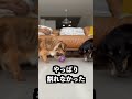 絶対に割れない水風船をスーパーゴリラのひとつかみに入れても割れないはず！