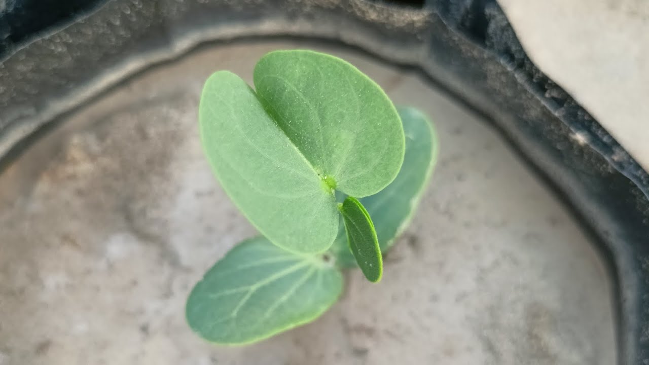 اسباب موت النباتات في السنادين