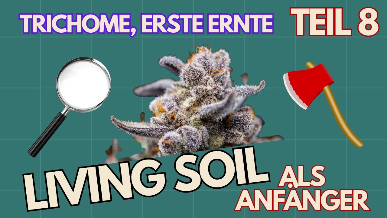 🪓 Живая почва для начинающих - Трихомы и первый урожай | Часть 8