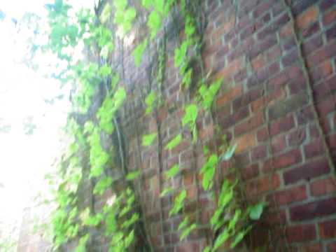 Davids Island New York Ruins