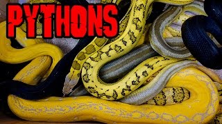 Pythons So Big Only 5 Fit in Top 10