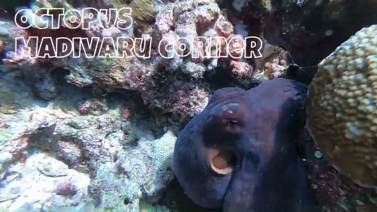 ACTIVITIES WITH OUR GUESTS  - Snorkeling near Madivaru corner