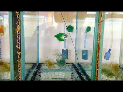 Видео: Нересты прошли паршиво. Заменил рыб в нерестовике на других. Ттернецию на откорм