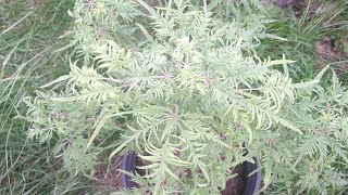 BIZARRE CANNABIS MUTATION !(PINNATE-PALMATE)