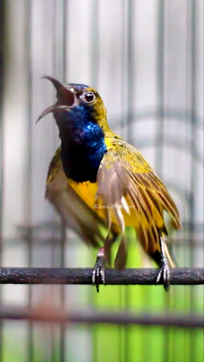 sogon gacor ngleper #sogongacorngobra #sogonmania #kicaumonstershop #kicaumania