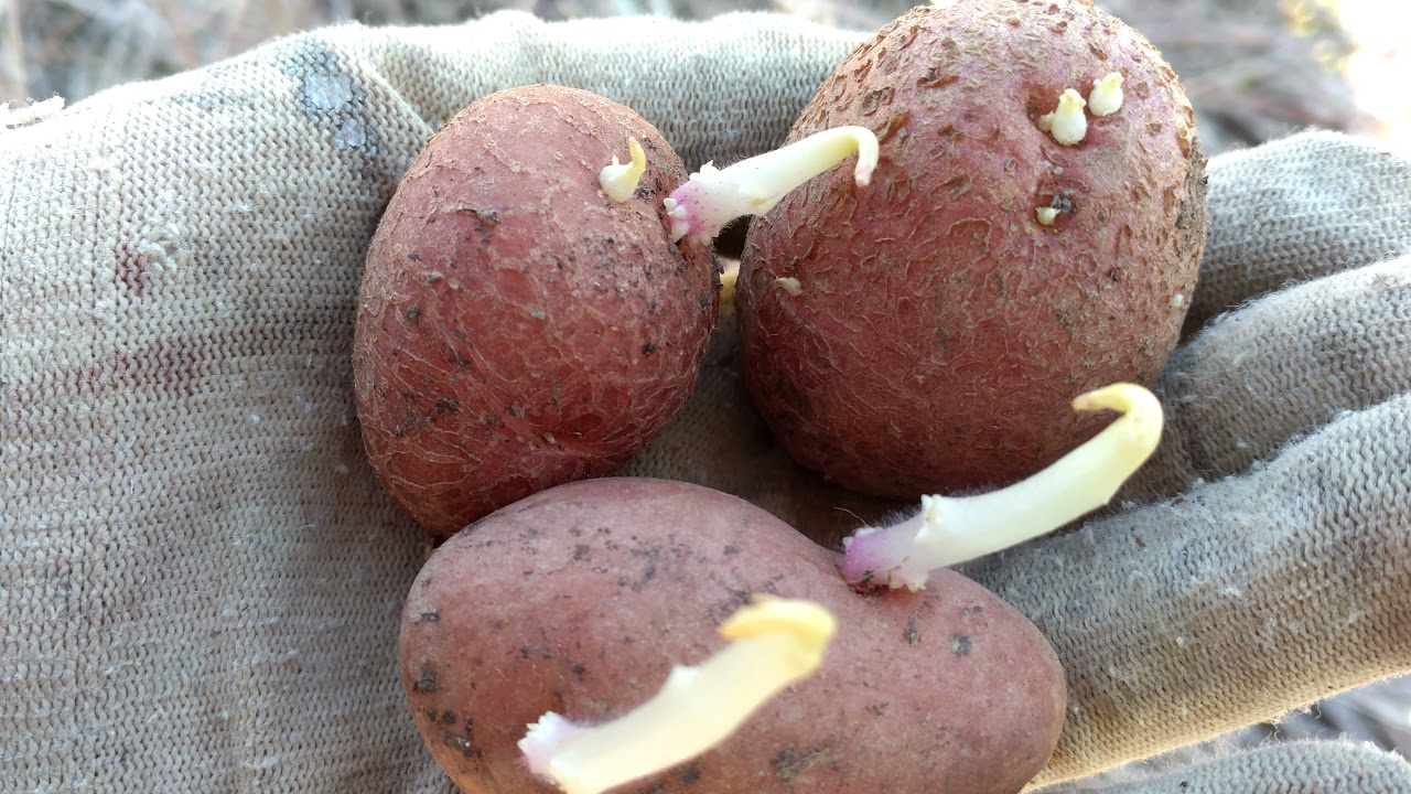 Sadnja krumpira pod sijeno | Vikend na vikendici #4