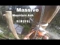 Epic Tree Removal POV in 150 Feet Height