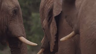 South Africa's Strongest Animals | Wild Lands: South Africa | BBC Earth