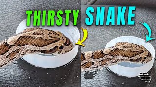 Thirsty Snake Drinks Water From a Cap in a Vehicle