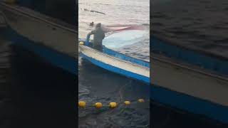 Ro Mout Ih Tasi Korea Trabailhador Timoroan Nain1 Indonesia Nain Ida Ho Korea Kampten Mate