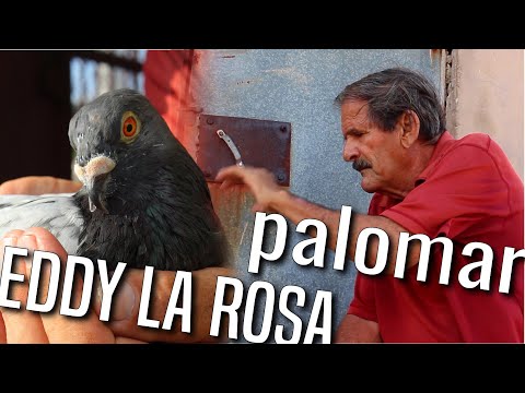 PALOMAR de EDDY LA ROSA. 2da Parte. UNA LEYENDA en la PALOMA