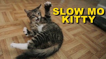 Maine Coon Kitten Crazy Reaction to First Catnip