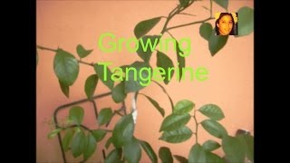Growing Tangerine