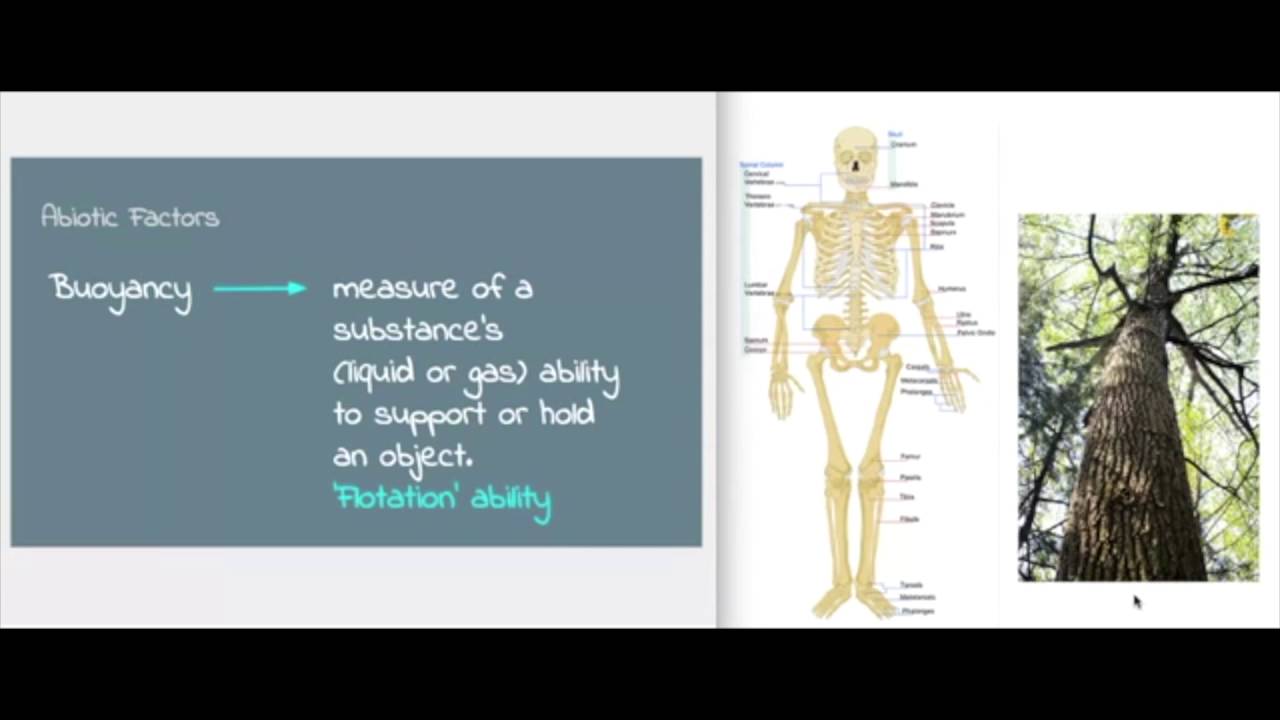 A Local Ecosystem - Video 1