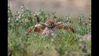 Burrowing Owls, Manitoba Canada 2021